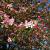 malus floribunda new york Hoogstam (Stamomtrek 25-30 cm)