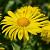 Doronicum or. 'Little Leo' Pot 9 cm