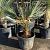 Brahea armata Pot 30 Liter 