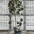 Cotinus cog. 'Royal Purple' Pot 25 Liter 150 - 175 cm