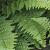 Dryopteris erythrosora Pot 9 cm