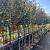 Elaeagnus ebb. 'Compacta' Stam 120 cm Leivorm 120x100 (BxH)  ijzer frame