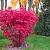 Euonymus alatus Pot 30 Liter 100 - 125 cm