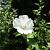 Hibiscus syr. 'Totus Albus' Pot 18 liter 100 - 125 cm