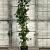 Liquidambar s. 'SlenderSilhouette' Pot 18 liter 175 - 200 cm