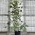 Magnolia soulangeana Pot 18 liter 100 - 125 cm