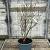 Magnolia stellata Pot 25 Liter 100 - 125 cm