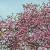 Prunus 'Accolade' Pot 18 liter 150 - 175 cm