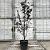 Prunus cer. 'Pissardii' Pot 18 liter 150 - 175 cm