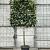 Prunus l. 'Novita' Stam 100 cm Leivorm 120x120 (BxH)