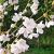 Prunus yedoensis stam 150 cm (Stamomtrek 8-10 cm)