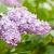 Syringa v. 'Michel Buchner' Pot 18 liter Stam 120 cm
