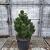 Pinus heldreichii 'Malinki' Pot 30 Liter 