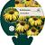Echinacea 'Harvest Moon' Pot 9 cm