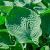 Hosta 'Abiqua Drinking Gourd' Pot 9 cm