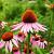 Echinacea purpurea Pot 9 cm