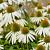 Echinacea p. 'Alba' Pot 9 cm
