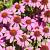 Echinacea p. 'Magnus' Pot 9 cm