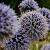 Echinops bannaticus 'Taplow Blue' Pot 9 cm