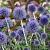 Echinops ritro Pot 9 cm