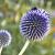 Echinops ritro 'Veitch's Blue' Pot 9 cm