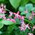 Epimedium gr. 'Lilafee' Pot 9 cm