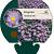 Erigeron 'Dunkelste Aller' Pot 9 cm