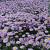 Erigeron 'Dunkelste Aller' Pot 9 cm