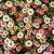 Erigeron karvinskianus Pot 9 cm