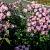 Erigeron 'Rosa Juwel' Pot 9 cm