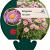 Erigeron 'Rosa Juwel' Pot 9 cm