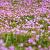 Erodium variabile 'Bishop's Form' Pot 9 cm