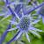 Eryngium planum Pot 9 cm