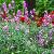 Erysimum 'Bowles' Mauve' Pot 9 cm