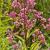 Eupatorium mac. 'Atropurpureum' Pot 9 cm