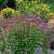 Eupatorium mac. 'Riesenschirm' Pot 9 cm