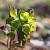 Euphorbia amygdal. 'Purpurea' Pot 9 cm
