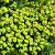 Euphorbia amygdal. robbiae Pot 9 cm