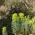 Euphorbia characias wulfenii Pot 9 cm