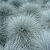 Festuca glauca Pot 9 cm
