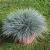 Festuca glauca 'Blaufuchs' Pot 9 cm