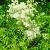Filipendula ulmaria Pot 9 cm