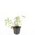 Fragaria vesca Pot 9 cm