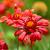 Gaillardia 'Burgunder' Pot 9 cm