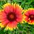 Gaillardia 'Kobold' Pot 9 cm