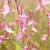 Gaura l. 'Siskiyou Pink' Pot 9 cm
