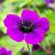 Geranium 'Ann Folkard' Pot 9 cm