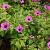 Geranium 'Anne Thomson' Pot 9 cm