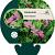 Geranium 'Anne Thomson' Pot 9 cm