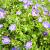Geranium 'Azure Rush' Pot 9 cm